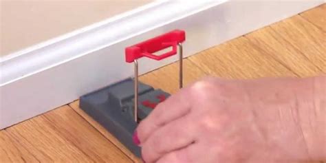 Best Places to Put Your Mouse Traps in Your House