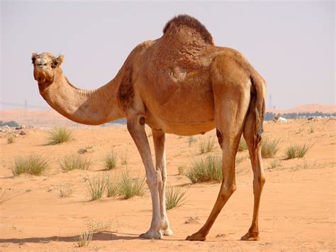 Arabian Camel-Saudi Arabia National Animal | Wallpapers9