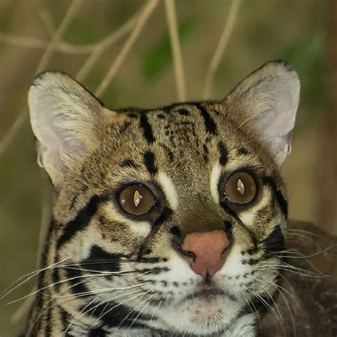 Ocelot Facts: Animals of North America - WorldAtlas.com