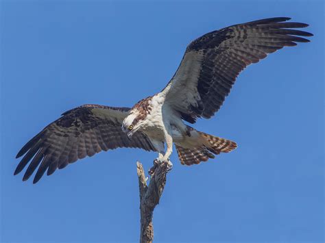 Osprey landing by Jamie-MacArthur on DeviantArt