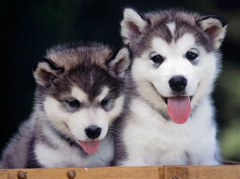 Các cách đặt tên chó Husky hay với nhiều ý nghĩa nhất