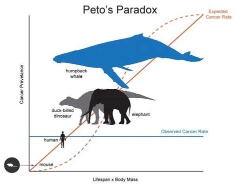 Researchers break down DNA of world's largest mammals to discover how ...