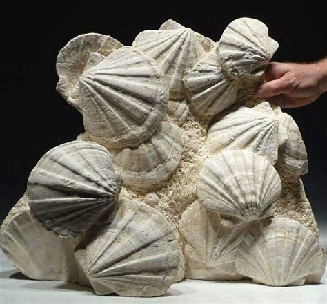 Large Miocene Period Fossil Pectens Scallop Shells | Fossil art, Fossil, Fossils