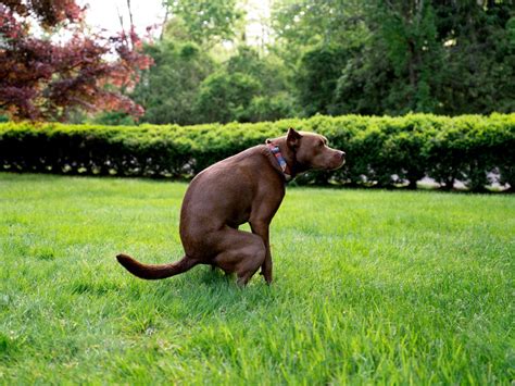 What Is HQP (High-Quality Poop)? - The Farmer's Dog