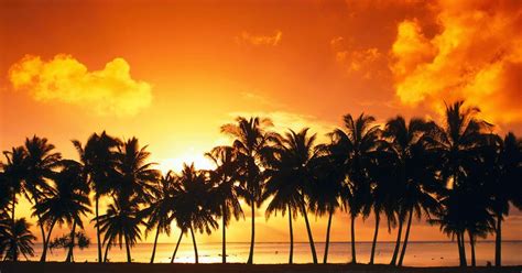 Coconut Tree at Beach Sunset Wallpaper - WallpapersXplore | Free HD ...