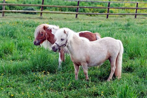 Falabella Horse Breed Guide: Characteristics, Health & Nutrition | Mad Barn