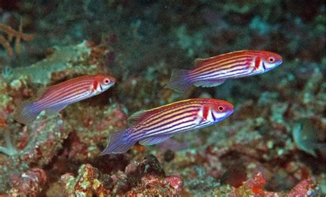 Wrasses dazzle: how fairy wrasses got their flamboyant colours - The University of Sydney