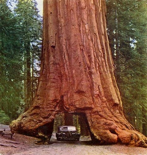 Giant Redwood or Sequoia trees California | Honeymooners | Pinterest ...