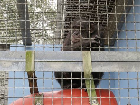 Primates Are Suffering at a Fake Sanctuary—Take Action Now! | PETA