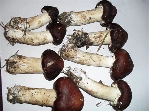 Detan Stropharia Rugosoannulata Rare Edible Mushroom - Buy Rare Edible Mushroom,Rare Edible ...