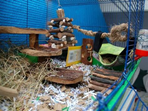 Which Bedding Is Best For Pet Mice? Pros & Cons of Each | Animallama