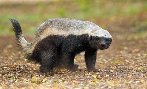 Honey Badger Animals | Amazing Facts & Latest Pictures | The Wildlife