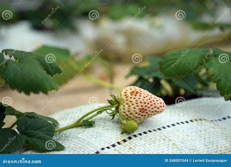 Strawberry Fruit in Greenhouse Production Stock Photo - Image of ...