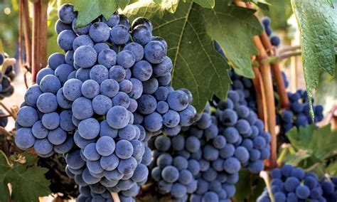 Tempranillo: A Truly Iberian Grape | Essential Magazine Hybrid | April 2020