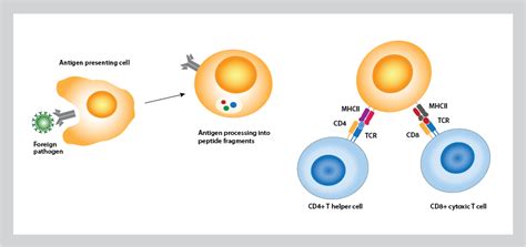 T Lymphocytes Diagram