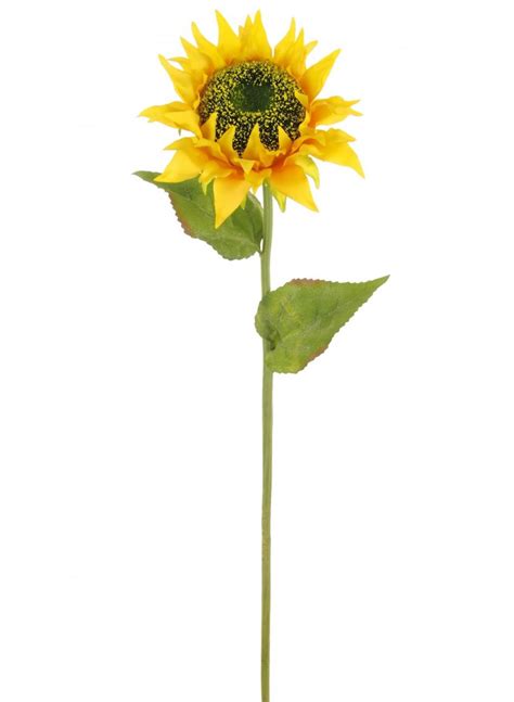 Sunflower Stem | Lotus Imports Ltd