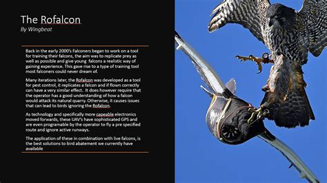 Kahu Conservation Falcon Presentation | | New Zealand Aviation Wildlife ...