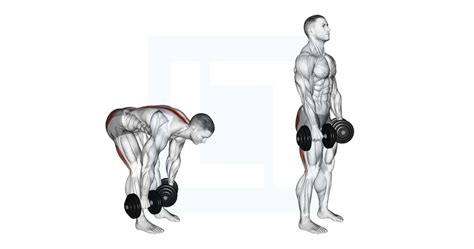 Dumbbell Straight Leg Deadlift - Guide, Benefits, and Form