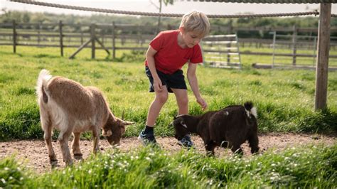 Win a family ticket to Hogshaw Farm & Wildlife Park - Competitions | Lets Go With The Children