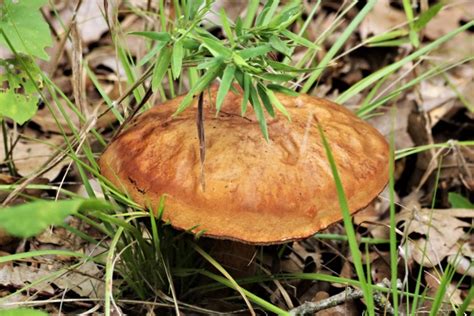 Brown Bolete Mushroom In Grass Free Stock Photo - Public Domain Pictures