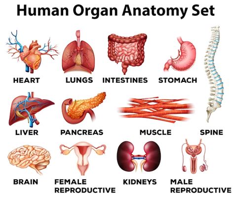 Premium Vector | Human organ anatomy set