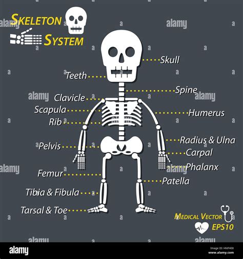 Human skeleton and all name of bone (skull , cervical spine , humerus Stock Vector Art ...