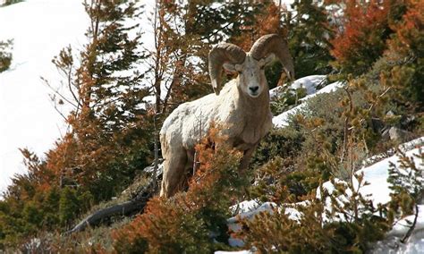 Head toward the mountains near Choteau Montana for wildlife viewing!