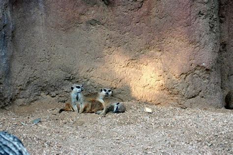 Meerkat Family