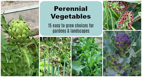 Perennial Vegetables: 15 Easy-to-grow Choices for the Garden