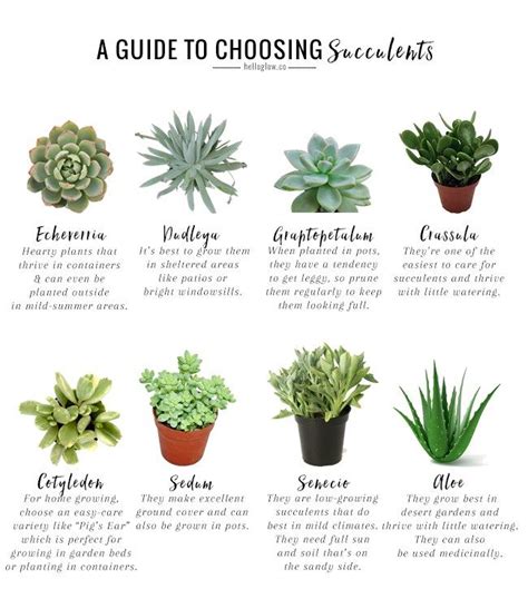 Succulents Plants Care