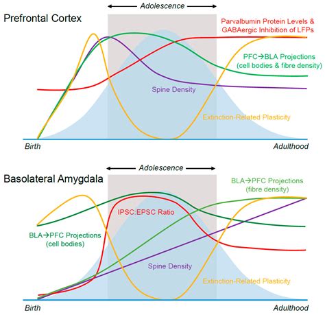 Brain Sciences | Free Full-Text | Maturational Changes in Prefrontal ...