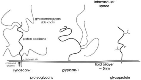 Schematic representation of two types of proteoglycans on the... | Download Scientific Diagram