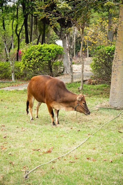 A Vechur Cow on the Grass · Free Stock Photo