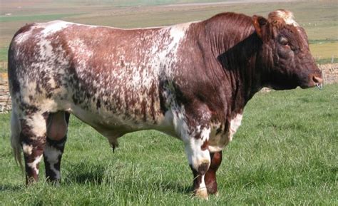 Beef Shorthorn cattle | petmapz by Dr. Katz, Your veterinarian endorsed ...