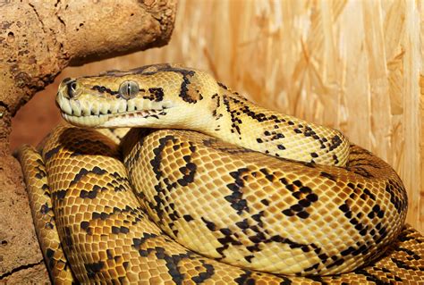 Download Reptile Snake Animal Python 4k Ultra HD Wallpaper