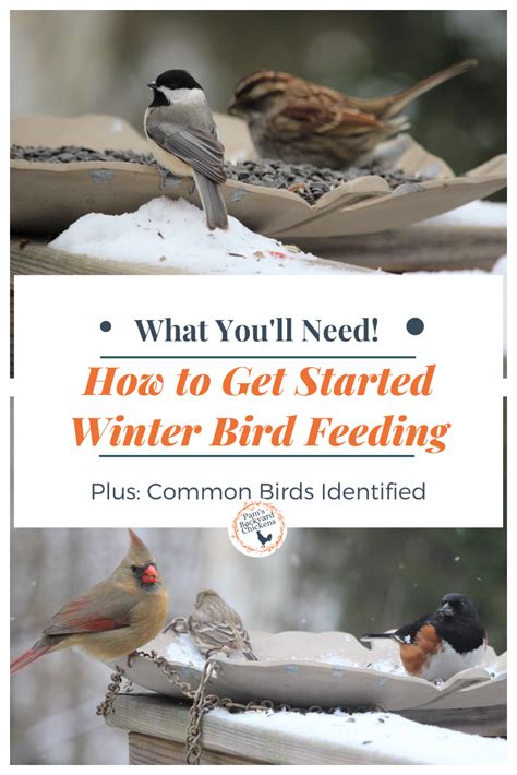 Pam's Backyard Chickens: How to Get Started Winter Bird Feeding