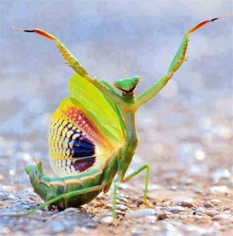 The Happy Dance | Praying mantis, Beautiful bugs, Animals beautiful