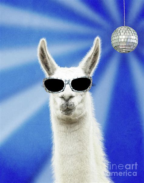 Llama wearing sunglasses with disco ball Photograph by John Daniels - Pixels