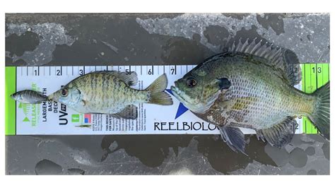 Bluegill Sunfish | A Comprehensive Species Guide - Wired2Fish