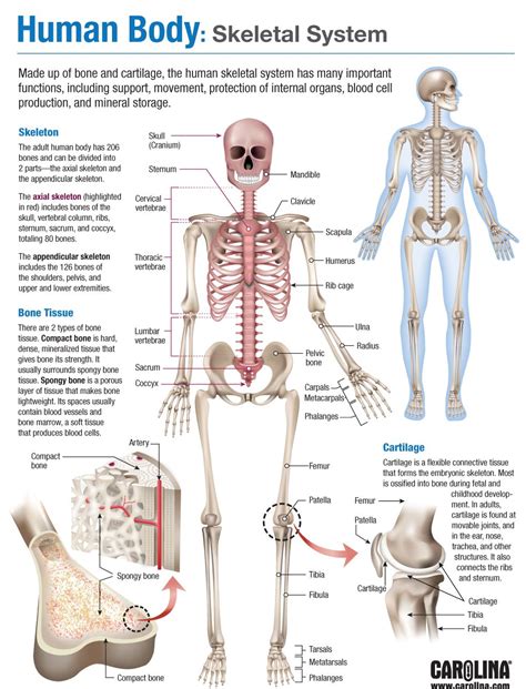 [DIAGRAM] Printable Skeletal System Diagram - MYDIAGRAM.ONLINE