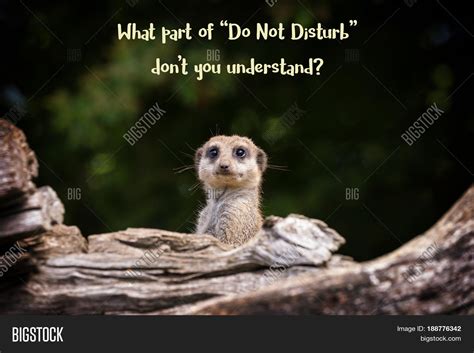 Funny Meerkat Meme Text - What Part Image & Photo | Bigstock