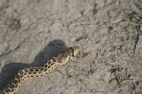 baby gopher snake | Flickr - Photo Sharing!