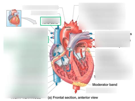 Heart Diagram | Quizlet