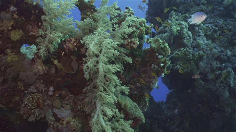 Coral Reef Restoration Is Underway … But It’s Not A Permanent Solution | Early Chirp