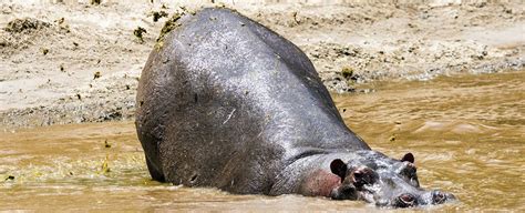 Hippos Will Aggressively Spray Poop at The Mere Sound of a Stranger's Wheeze Honk : ScienceAlert