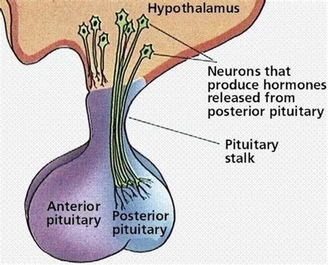 Pictures Of Anterior Lobe Of The Pituitary Gland