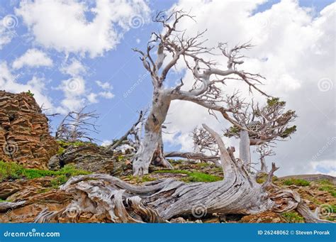 Wind Blown Trees In The Mountains Stock Photography - Image: 26248062