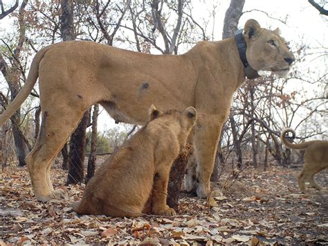 A Win for West African Lions on World Wildlife Day: Panthera Releases Spectacular Footage of ...