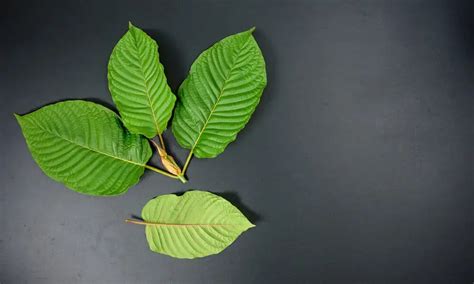 Green Maeng Da Kratom - Effects, Dosage and What to Expect