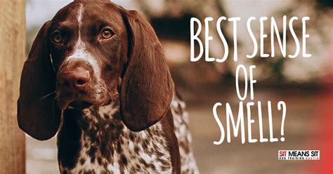 Which Dog Breeds Have the Best Sense of Smell? | SMS Austin